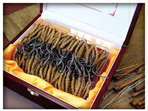 怀仁冬虫夏草回收